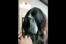 狗狗超酷发型图鉴