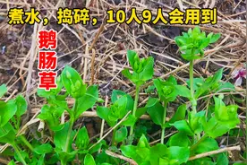 农村“鹅肠草”煮水，到底有啥好处？很像鸡肠草，看完才明白视频封面