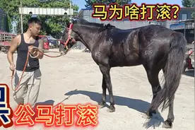 戴马鞍的马要打滚马主赶紧卸掉马鞍子让马打滚，马打滚是啥意思？