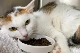 猫传腹导至多个器官受损，主人不离不弃，奇迹终于发生结局很温暖视频封面