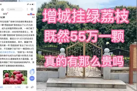 增城挂绿荔枝55万一颗，真的有那么贵，大家跟我一起去看看，谢谢视频封面
