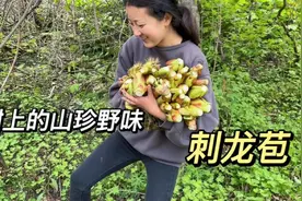 刺龙苞长满刺的野菜，摘的时候胆战心惊，吃的时候回味无穷视频封面
