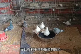 今天上楼喂鸽子顺便用高锰酸钾给鸽子洗澡，这样有利于鸽子的健康视频封面