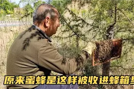 实拍太行山下收蜂人收蜜蜂全程，原来蜜蜂是这样被收进蜂箱里的！视频封面