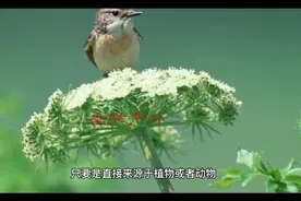 许多钓鱼人不知道：鱼最喜欢这三种味道，每次闻到就会疯狂咬钩！视频封面