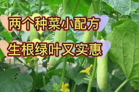 分享两个种菜小配方，一喷加上一浇，生根绿叶又实惠视频封面