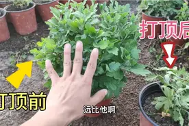 菊花打顶的意义，前后差别之大出乎你的想象。视频封面