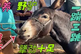 野驴一蹦三跳！山上放养犟劲儿十足攻击人，吃个“酸杏”立马老实视频封面