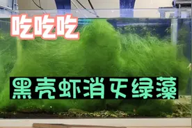 半个月没清理鱼缸，绿藻丝藻爆缸了，黑壳虾能把藻类吃光吗？视频封面