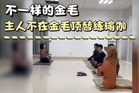 福建漳州金毛趁主人上厕所之际，顶替主人练瑜伽。网友：成精了吧视频封面