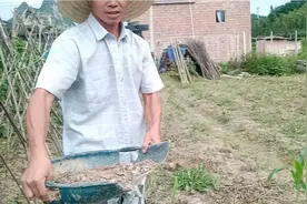 买不起肥料:只能用鸡屎给玉米苗施肥了，结出来的玉米味道会怎样视频封面