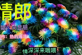 一首好听的歌，百听不厌，《情郎》送给你，愿你喜欢视频封面