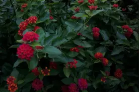 路过偶遇一片花海，据说看到此花的人一生平安！每天好心情！