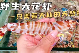 野生大花虾、一只美若天仙的海虾！视频封面