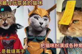 全网最会玩变装的猫咪！主人是裁缝高手！把猫咪扮演成各种角色！