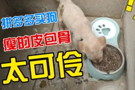 拼歹歹花三百买的拉布拉多，瘦得皮包骨，怀疑商家给我星期狗