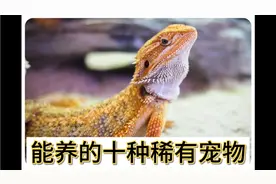 科普来了：中国允许养的稀有宠物有哪些呢？你最喜欢哪个？视频封面