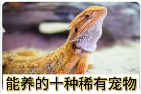 科普来了：中国允许养的稀有宠物有哪些呢？你最喜欢哪个？