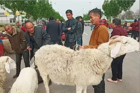 一只绵羊重270斤，高1.2长1.5米见过吗？看看大哥要多少钱