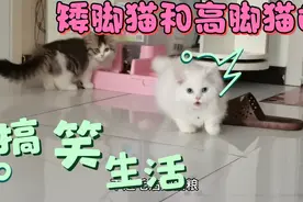 家庭养猫一定养两只，为啥？进来看看吧！喜欢矮脚还是高脚呢？视频封面