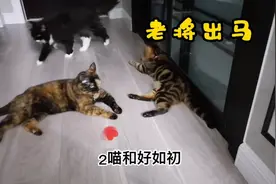 14岁老猫老将出马，猫咪小夫妻和好如初，姜还是老的辣！视频封面