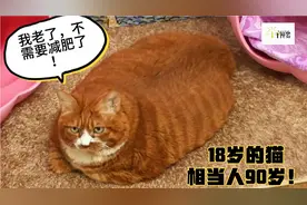 18岁的猫相当于人类90岁，体重二十多斤，放在猫窝里满满当当！