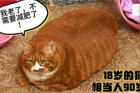 18岁的猫相当于人类90岁，体重二十多斤，放在猫窝里满满当当！