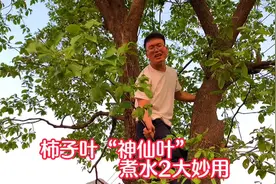 神仙叶“柿子叶”煮水2大用途，解决不少男女烦恼！柿叶20元一斤视频封面