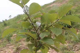 这个品种的矮野柿子最漂亮，又小又圆蛮可爱的，是做盆景的好素材视频封面