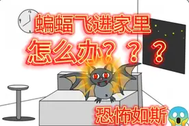 如果碰巧也有蝙蝠飞进你的家里千万不要惊慌，你一定要蛋定v.v