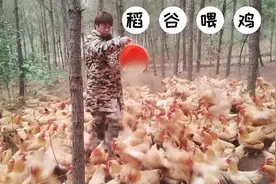 玉米喂鸡与稻谷喂鸡，肉质有什么区别呢？看看养殖户怎么说视频封面