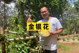 金银花晒干总是很黑，用这个方法可以让它保持鲜美的颜色哟视频封面