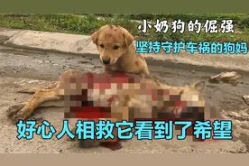小奶狗的倔强，坚持守护车祸的狗妈，直到好人出现它看到了希望视频封面