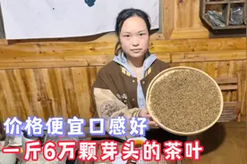 新茶早春茶特级红茶，一斤有6万颗芽头，最主要价格便宜口感又好视频封面