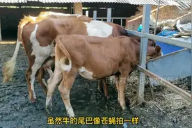 洪水刚过，牛场里苍蝇泛滥成灾，自创灭蝇方法，让蚊蝇有来无回