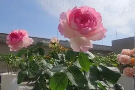 娜家小花园最香月季的品种汇总视频封面