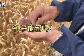 种子包装注明不可留种，是阴谋还是另有原因？农民如何留种！视频封面