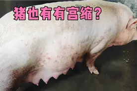 400斤的大母猪115天啦，有明显的宫缩了还不生小猪仔，守了一天了视频封面