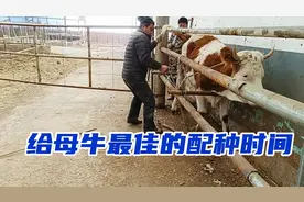 母牛发情配种，如何把握最佳的配种时间提高受胎率视频封面