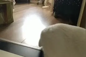 （补发）保洁阿姨走了之后续，雪糕淡定的巡视家里😀领地意识强烈视频封面