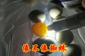 野鸡蛋全有用，农村小伙去拿了孵过的斗鸡蛋，准备让小斗鸡带它