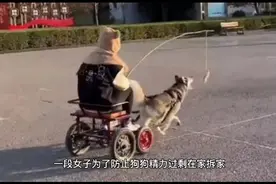 河南一女子防止狗狗精力过剩，用鸡腿遛狗，哈士奇新玩法诞生视频封面