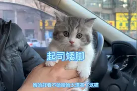 美短起司矮脚猫真的很甜美好看，看见就想拥有一只这样的猫