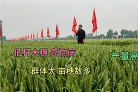 即将国审小麦品种，穗大粒饱、千粒重高，亩产1800斤，听专家讲解视频封面