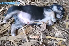 小奶狗喜欢打滚是什么意思？真的爱了！我想说服老婆，我来收养视频封面