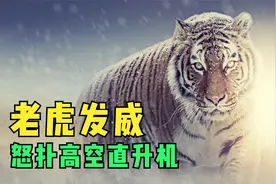 西伯利亚虎之风云再起，百兽之王被盗猎70%险灭绝！老虎纪录片视频封面