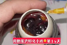 记录小鸡孵化的全过程第16天，五天后小鸡🐥出壳