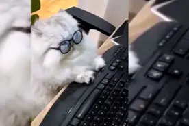 别吵！我在认真工作呢视频封面