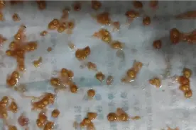 沙瓤的普罗旺斯西红柿自己留种子，很简单你也能学会视频封面