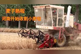 河南麦子成熟啦，回家收麦子了，大型自动收割机，麦子大丰收